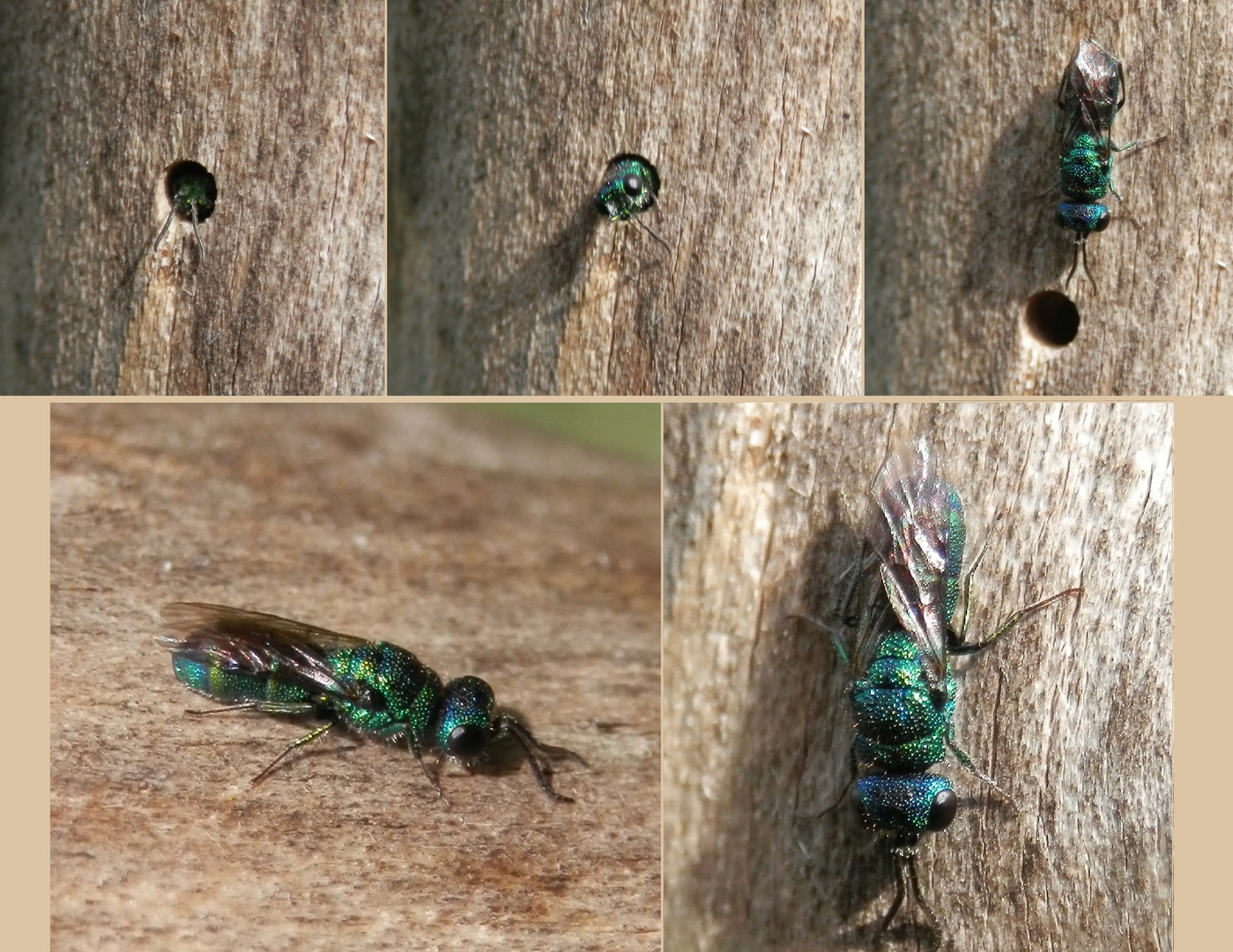 Goldwespe Chrysis fasciata