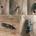 Goldwespe Chrysis fasciata