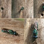 Goldwespe Chrysis fasciata