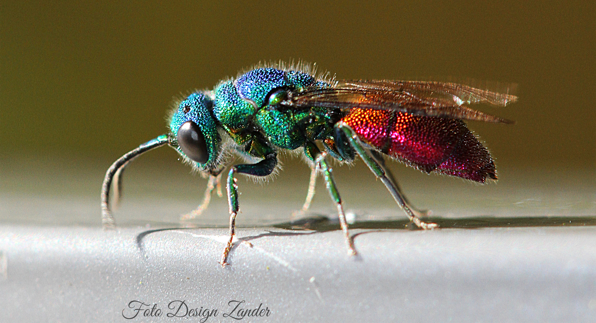 Goldwespe (Chrysis fulgidal)