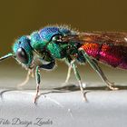 Goldwespe (Chrysis fulgidal)