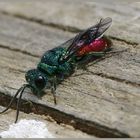 Goldwespe (Chrysis ignita) 2