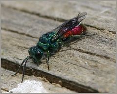 Goldwespe (Chrysis ignita) 2