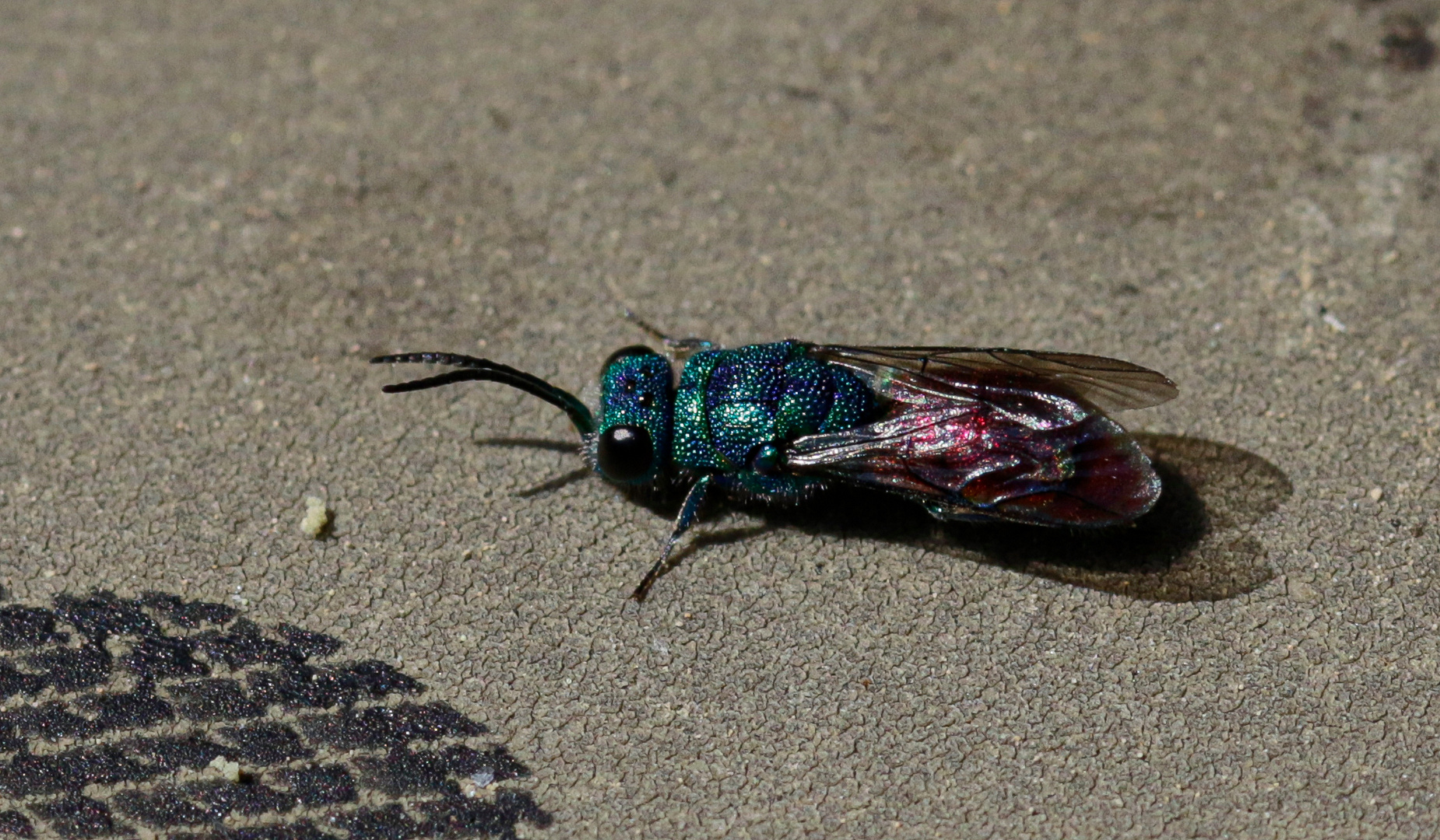 Goldwespe Chrysis ignita