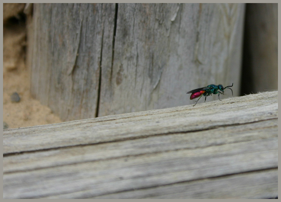 Goldwespe (Chrysis ignita)