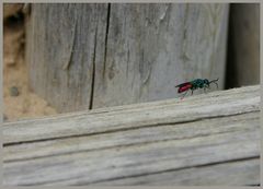 Goldwespe (Chrysis ignita)