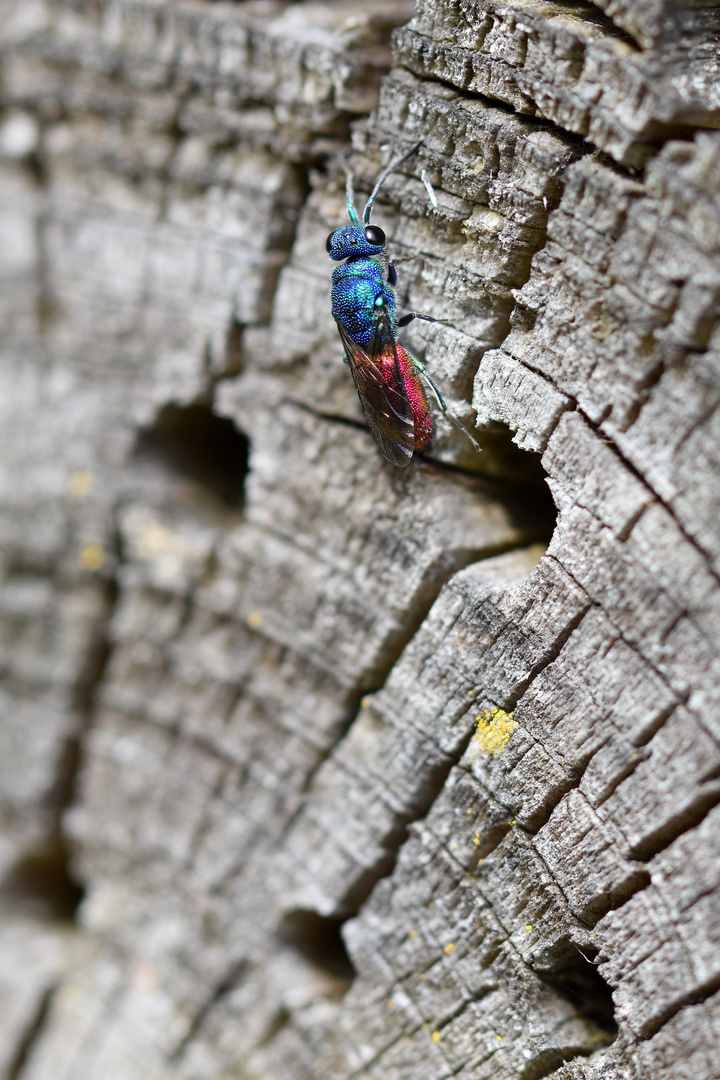 Goldwespe (Chrysis ssp.)