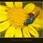 Goldwespe, Gattung Chrysis (8982)