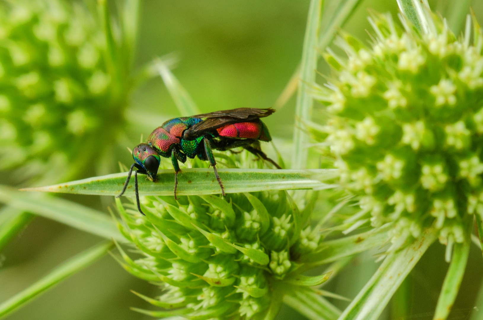 Goldwespe (Hedychrum rutilans)