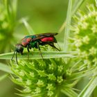 Goldwespe (Hedychrum rutilans)