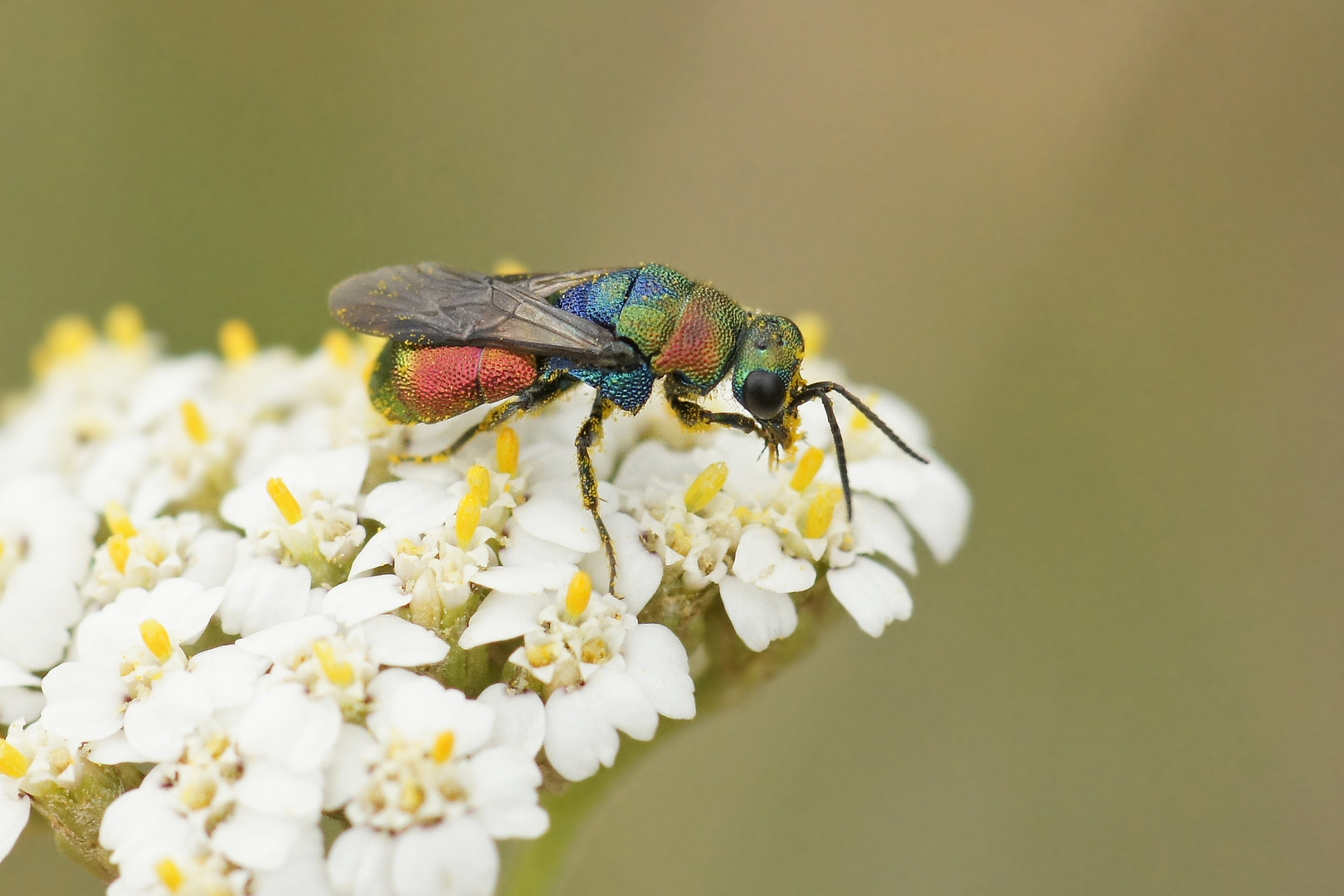 Goldwespe (Hedychrum rutilans)