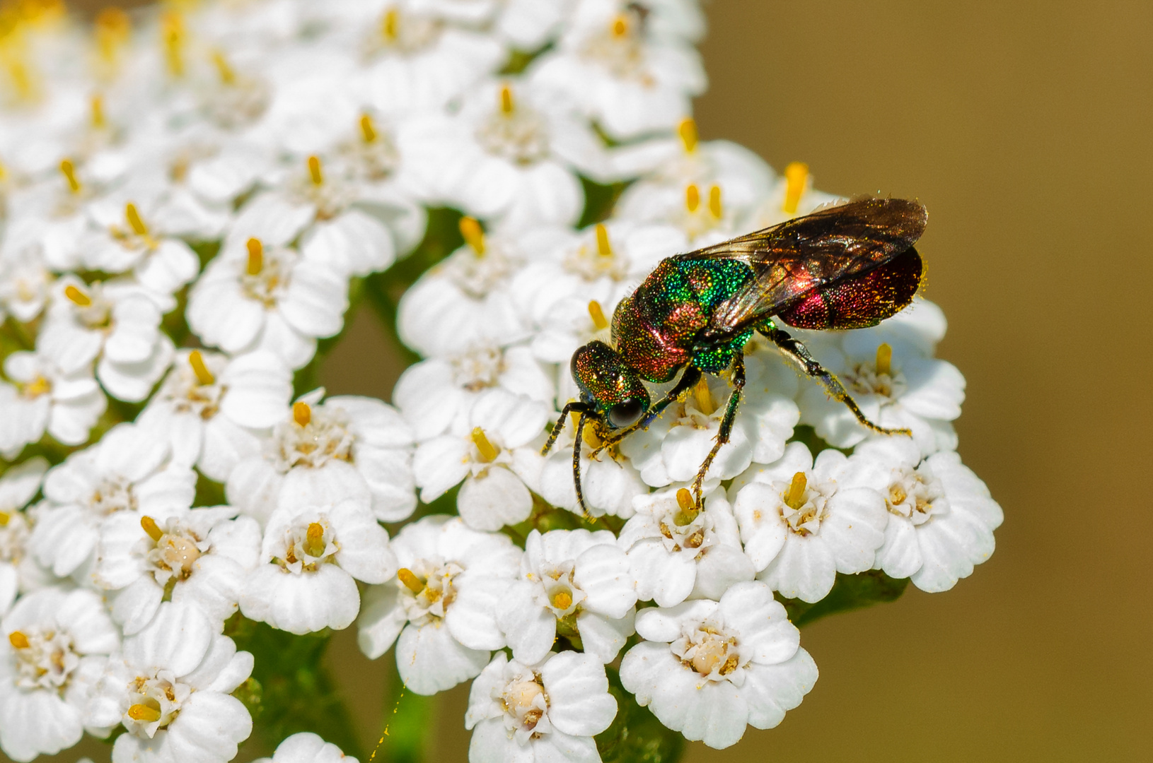 Goldwespe (Hedychrum rutilans)