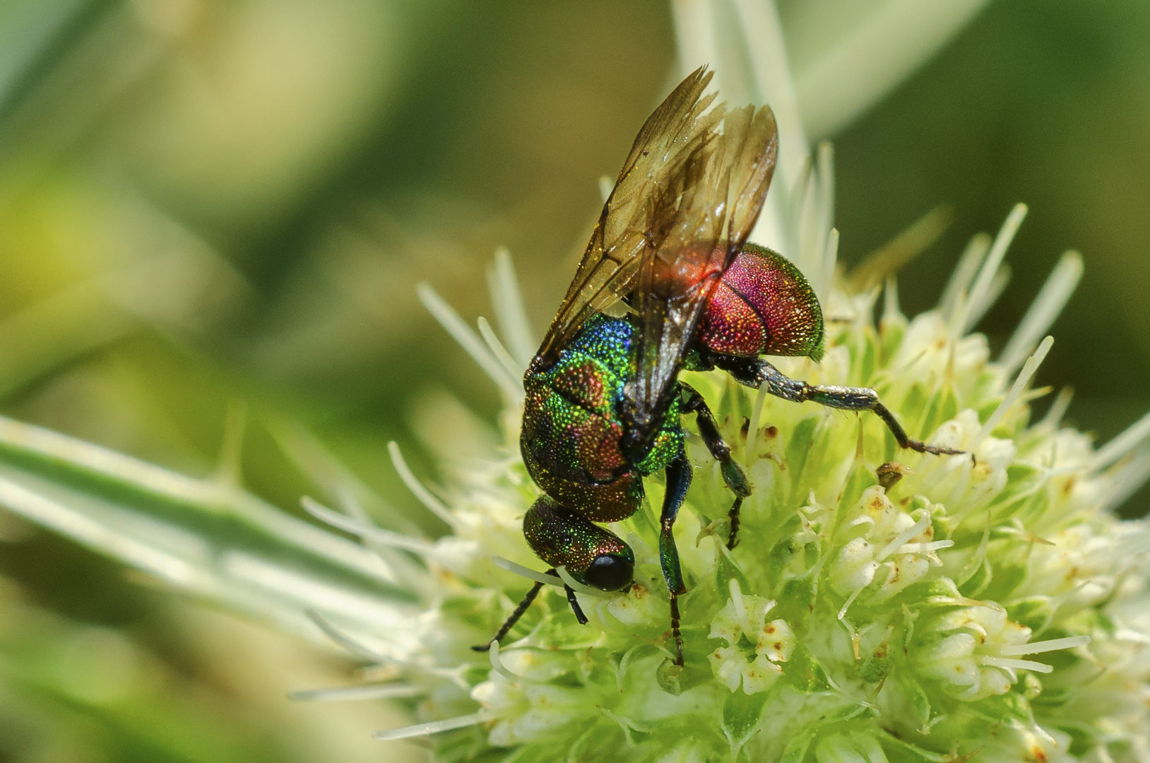 Goldwespe (Hedychrum rutilans)