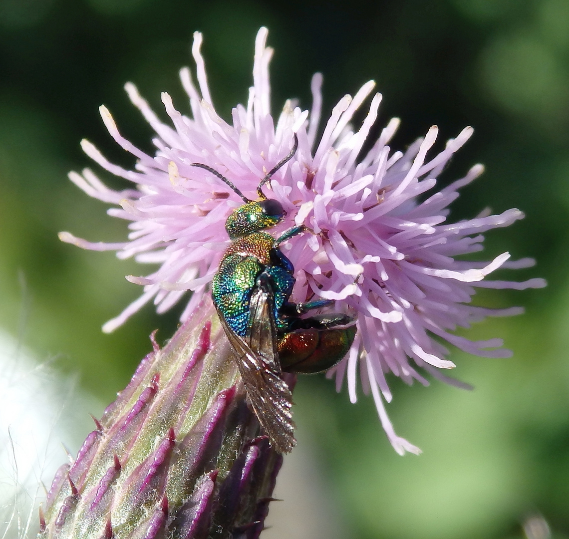 Goldwespe (Hedychrum rutilans) auf einer Distelblüte