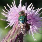 Goldwespe (Hedychrum rutilans) auf einer Distelblüte