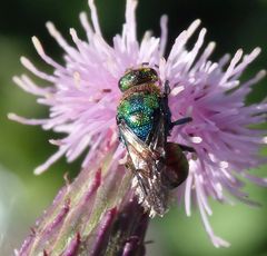 Goldwespe (Hedychrum rutilans) auf einer Distelblüte