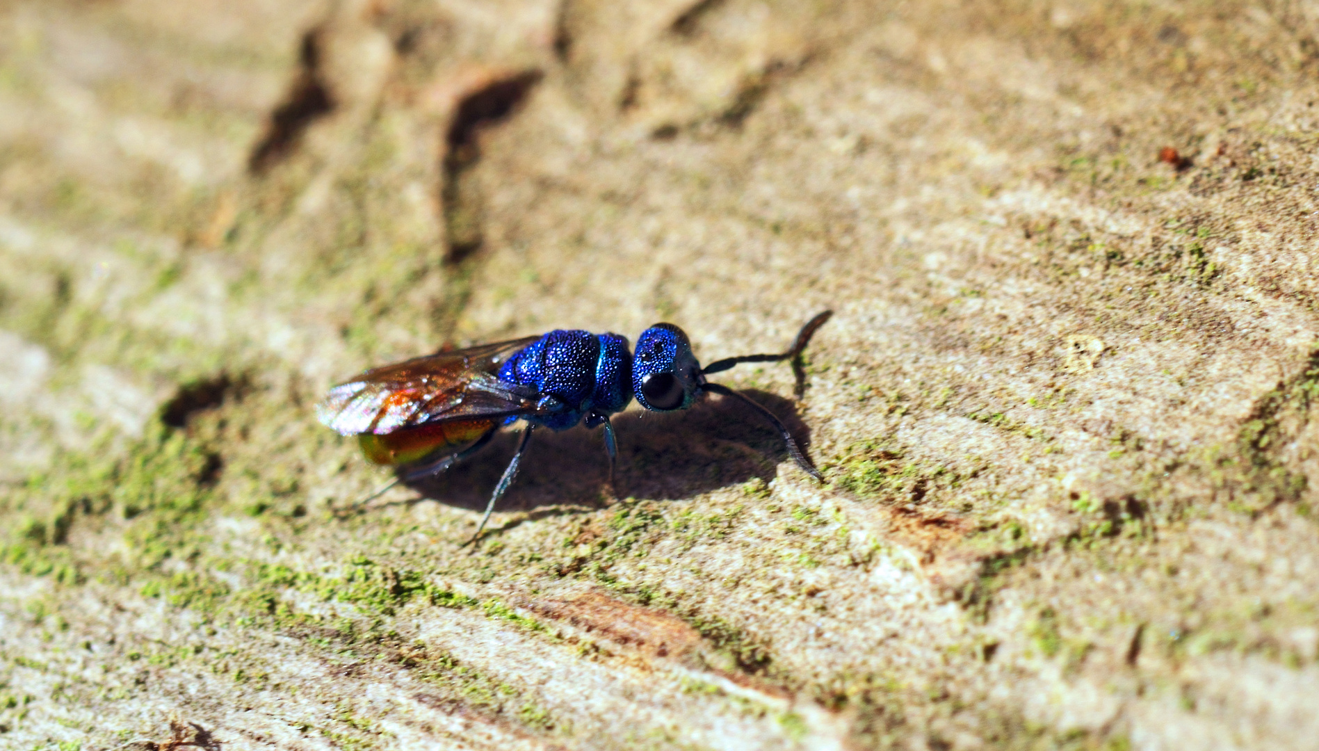 ,, Goldwespe im blauen Gewand''