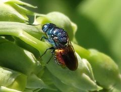 Goldwespe Pseudomalus auratus