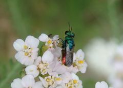 Goldwespe Pseudomalus auratus