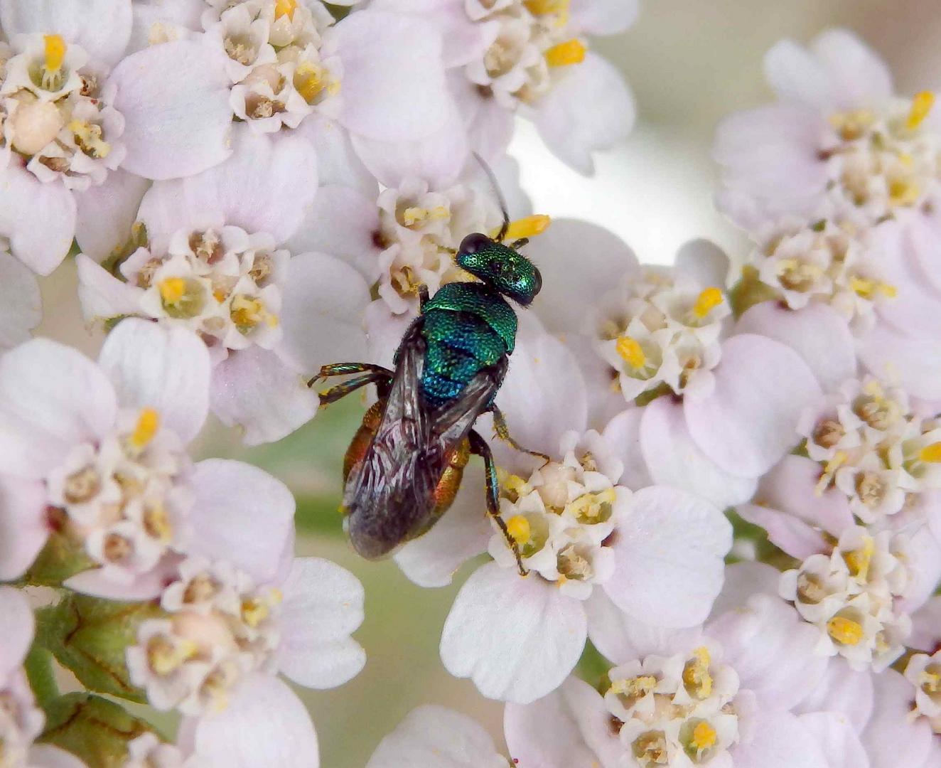 Goldwespe Pseudomalus auratus