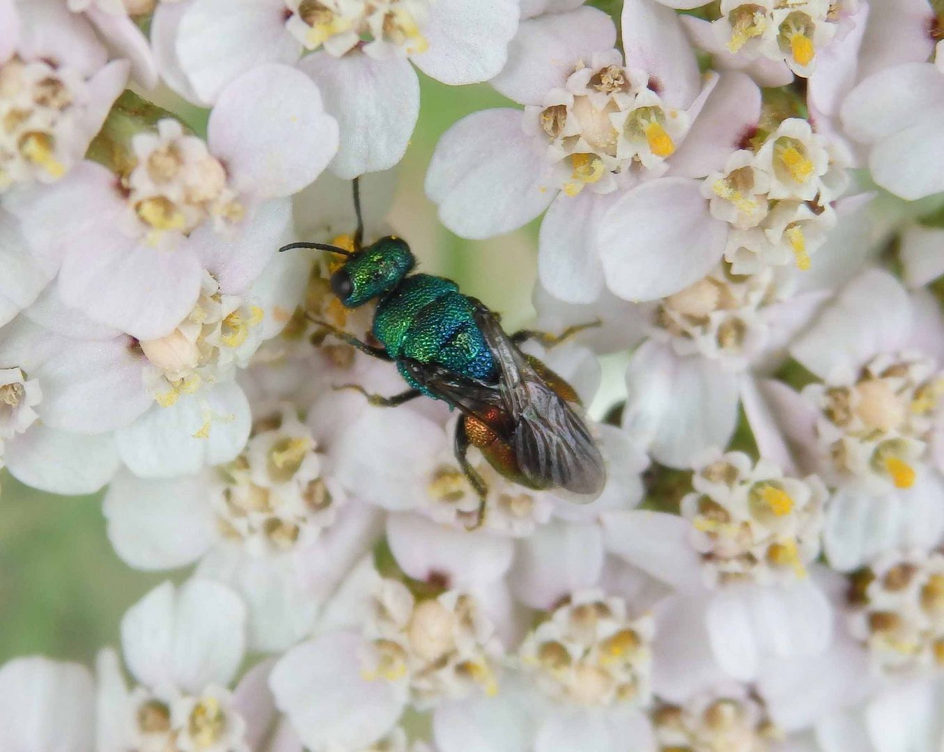 Goldwespe Pseudomalus auratus