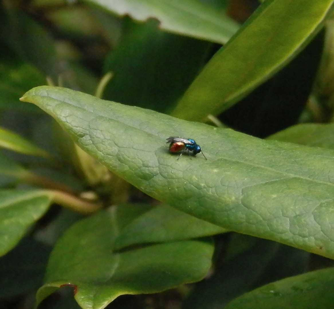 Goldwespe Pseudomalus auratus - Ein bunter Farbtupfer im Garten