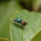 Goldwespe Pseudomalus auratus - Ein bunter Farbtupfer im Garten