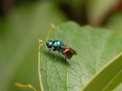 Goldwespe Pseudomalus auratus - Ein bunter Farbtupfer im Garten