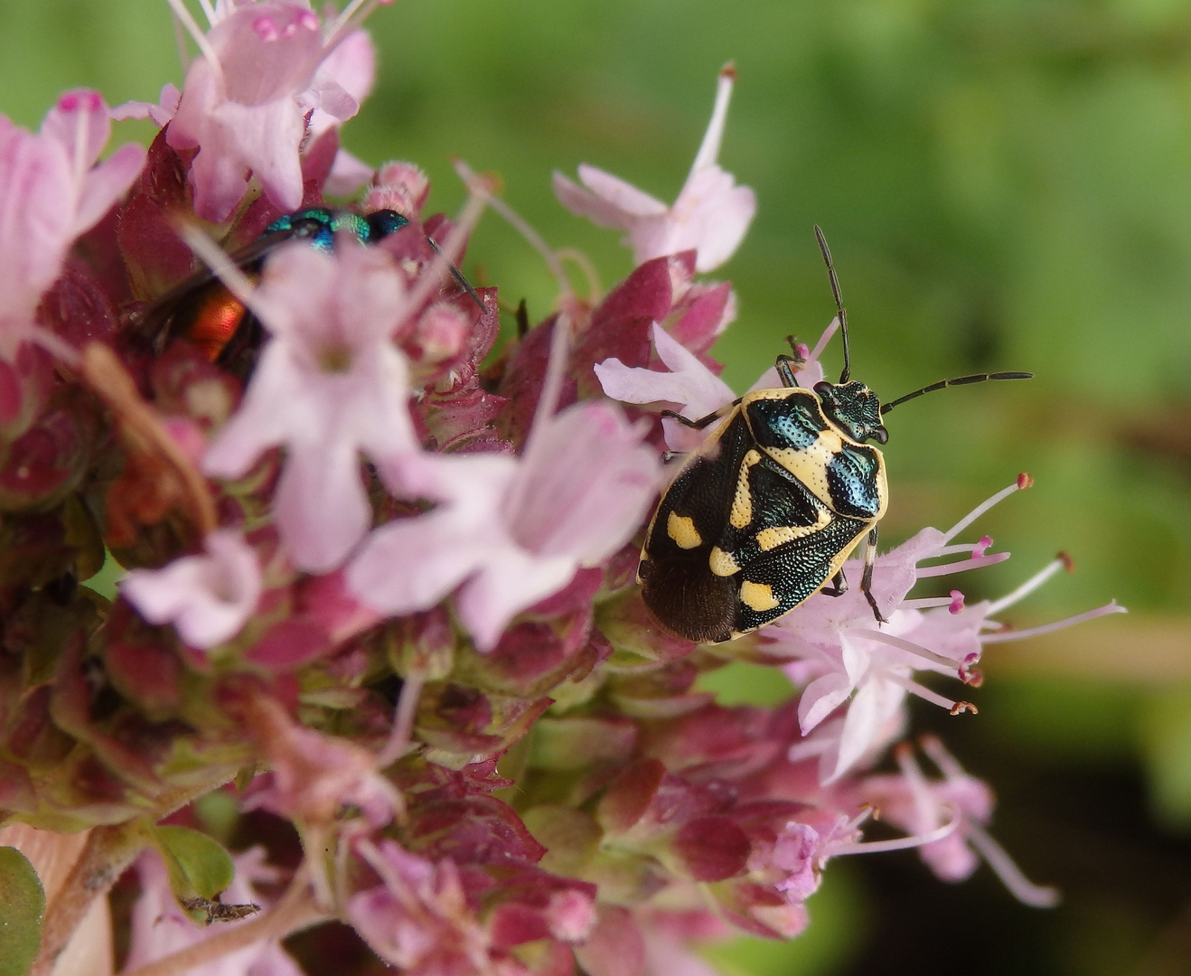 Goldwespe und Kohlwanze (Eurydema oleraceum) auf Oregano