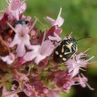 Goldwespe und Kohlwanze (Eurydema oleraceum) auf Oregano