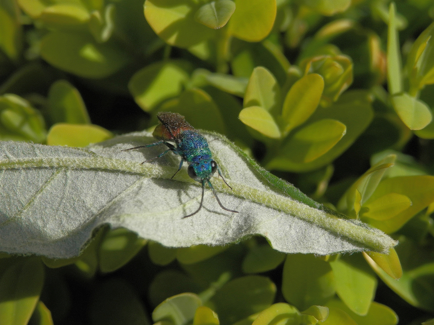 Goldwespe - vielleicht Chrysis ignita ???