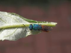 Goldwespe - vielleicht Chrysis ignita ???