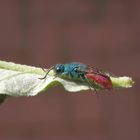 Goldwespe - vielleicht Chrysis ignita ???