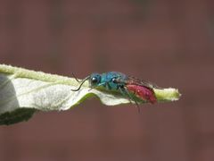 Goldwespe - vielleicht Chrysis ignita ???