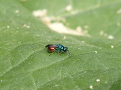 Goldwespe - vielleicht Pseudomalus auratus ?