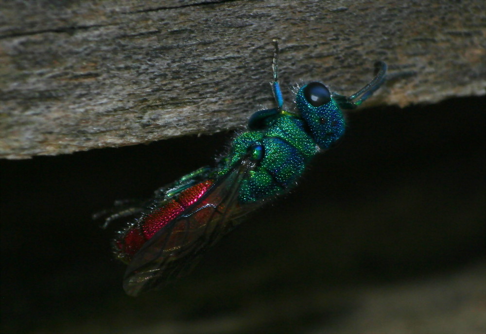 Goldwespe ( wahrscheinlich Chrysis ignita )