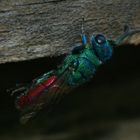 Goldwespe ( wahrscheinlich Chrysis ignita )