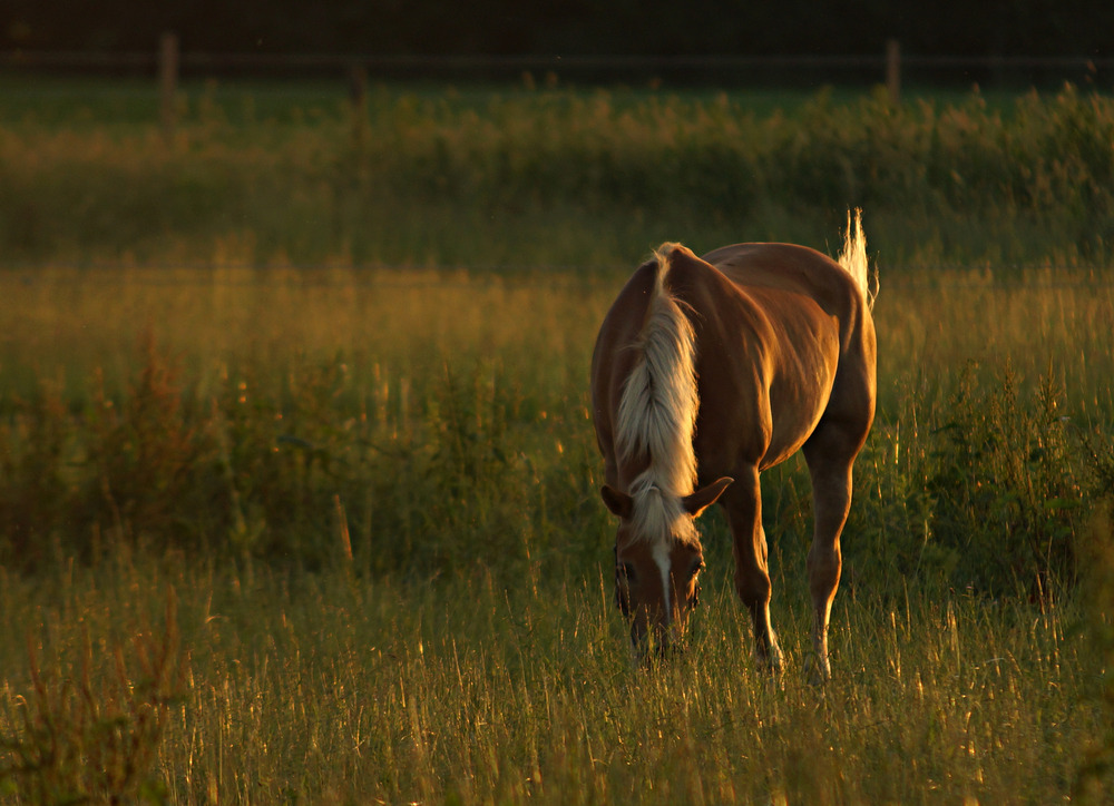 Goldy im Abendlicht