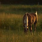 Goldy im Abendlicht