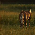 Goldy im Abendlicht