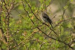 Goldzeisig - American Goldfinch (Carduelis tristis)?