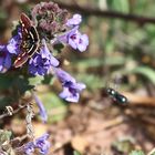 Goldzünsler oder auch Minzenmotte, Familie Crambida (pyrausta aurata)