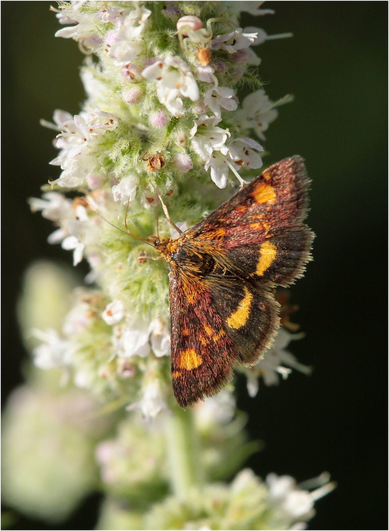 Goldzünsler (Pyrausta aurata)