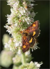 Goldzünsler (Pyrausta aurata)