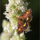 Goldzünsler (Pyrausta aurata)