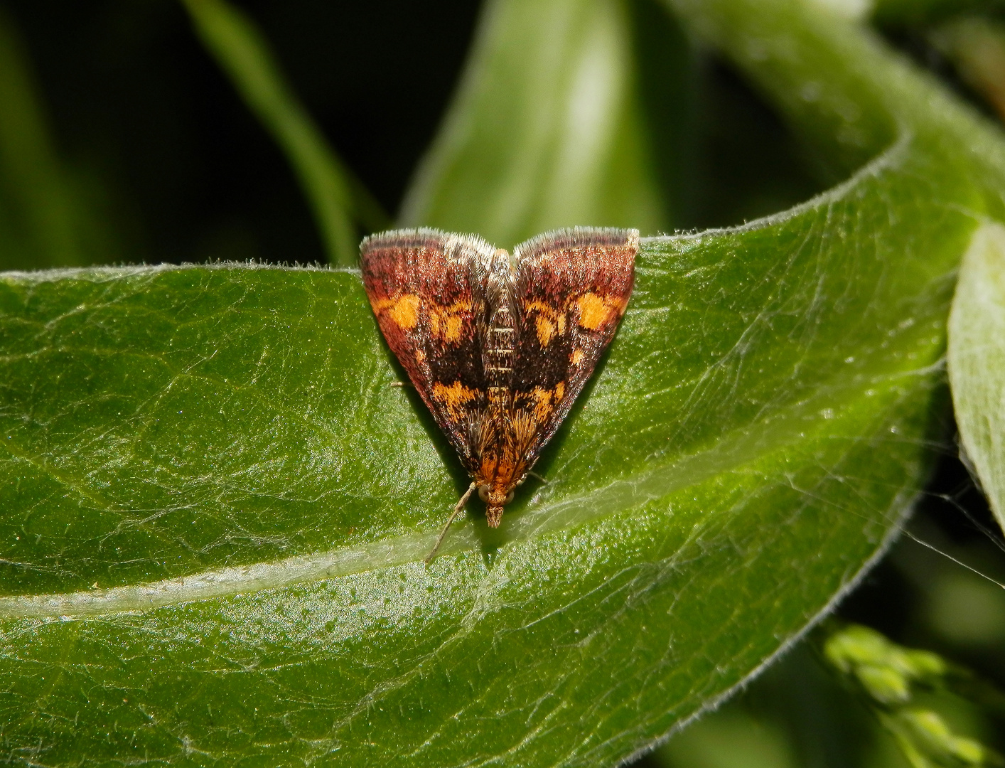 Goldzünsler (Pyrausta aurata)