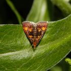 Goldzünsler (Pyrausta aurata)