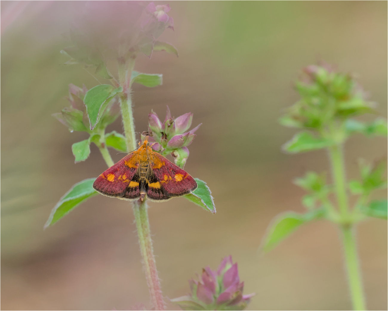 Goldzünsler (Pyrausta aurata)