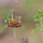 Goldzünsler (Pyrausta aurata)