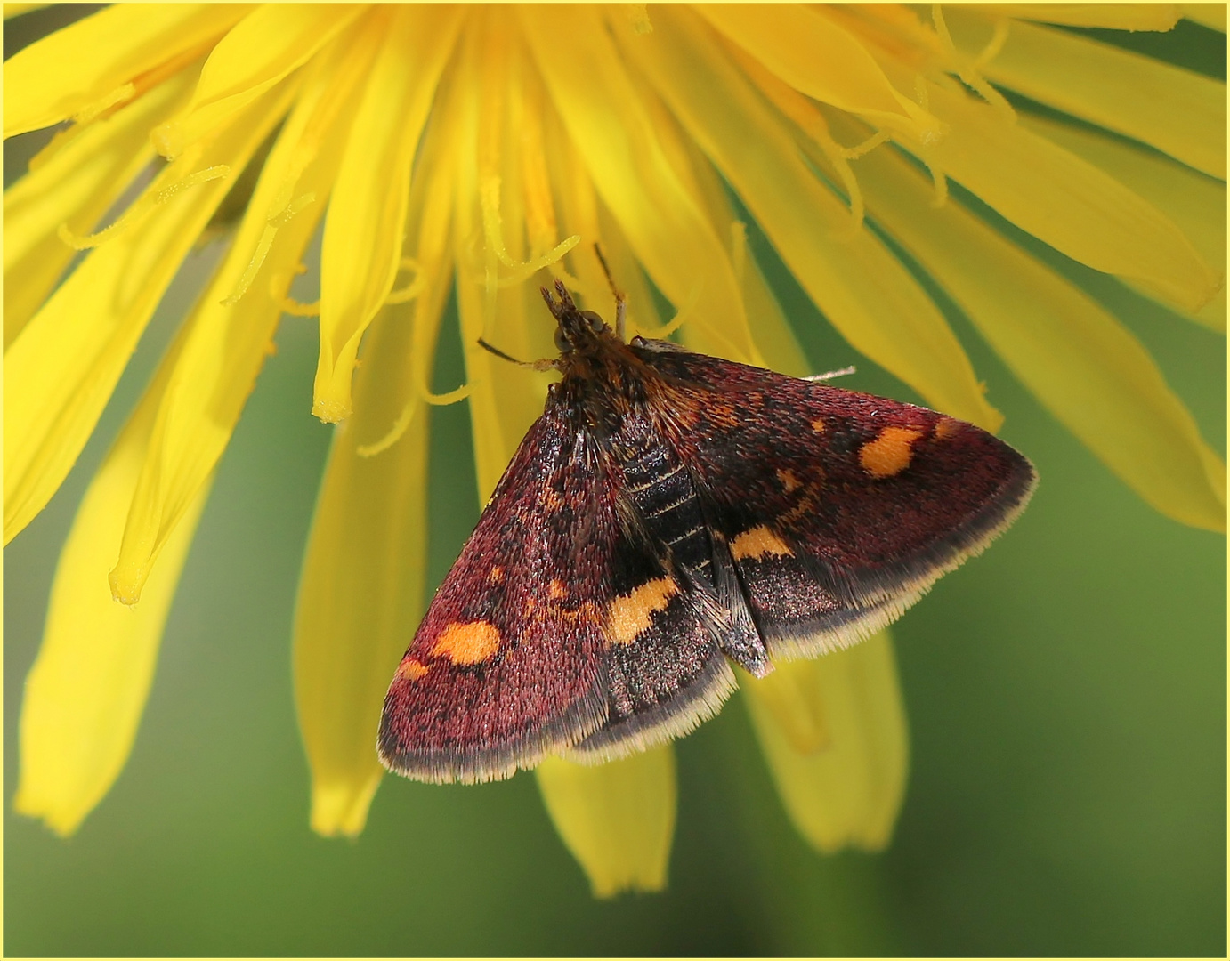 Goldzünsler (Pyrausta aurata).